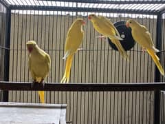 Yellow DNA Pair For Sale