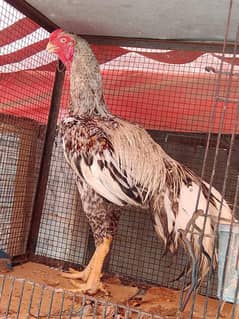 Aseel shamo | Pair | شامو چوزے | Aseel | Hens | Shamo | Aseel FOR sale