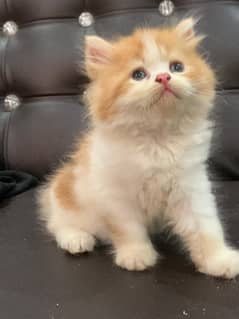 beautiful Persian kittens available.