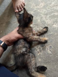 kitten