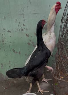 Black king shamo female