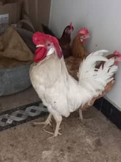 Pure white Misri Murga | 1 Year Old | Healthy & Active | Urgent Sale