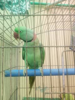 Kashmiri rah parrot 03133317896