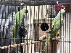 Ringneck breeder pair