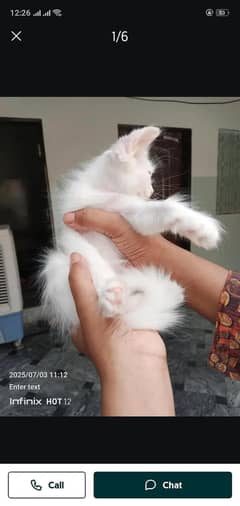 cat