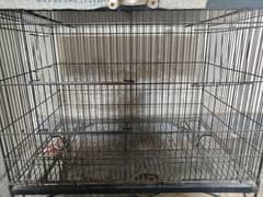 Cage & Parrot For Sale    Cage Size 1/5 By 1/5 By 2/5