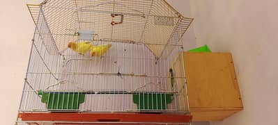 conure