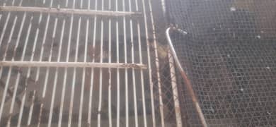 parrot for sale 20 25 danai hai 500 ka pair hai sare danai sale karnai