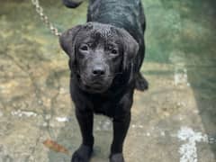Labrador retriever male