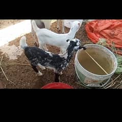 Tapri Nasli bakri with 2 kids