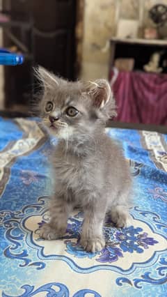 persian