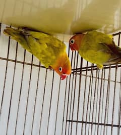Green dulait