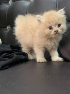beautiful Persian kittens available