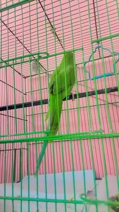 paroot for sale