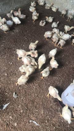 broiler