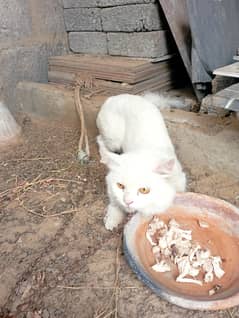 Persian cat male best for breeding