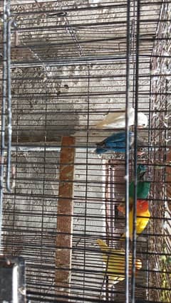 Lovebirds