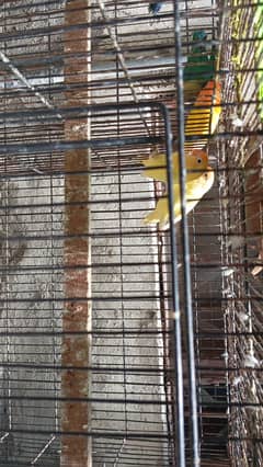 Lovebirds mix colors
