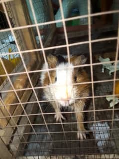 hamster