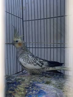 Cockatiels parrots available
