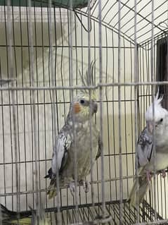 Cockatiels