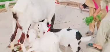 Desi Bakri Our 3 Bacchon Ka Sath For Sale Call me,03425820107
