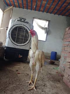 white Shamo Chick/fertile eggs