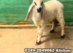 bakra and bakri