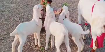 3 bacchon wali gulabi Bakri for sale Call me 03433066498