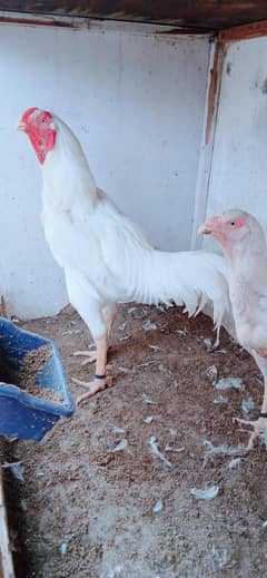 Qandhari