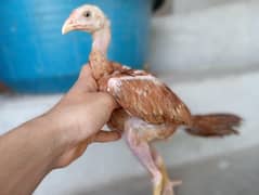 Pakistani and tahi chicks