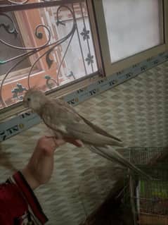 white cockatiel parrot for sale. . .
