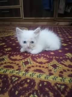 Persian
