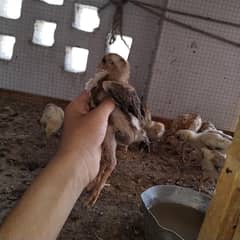 aseel mieawali chicks