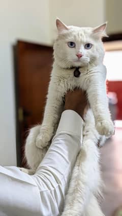 persion cat (blue eyes)