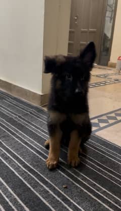 Full healty and active very playful. Vaccinated long coat.