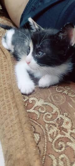 4 Kittens and a Female Cat