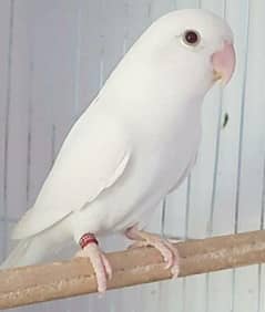 love birds pairs