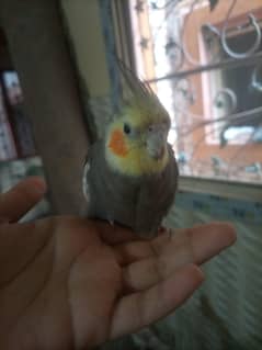 lutino