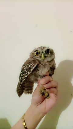 beautiful owl for sale