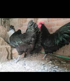 australorp