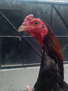 aseel Thai urgent sale
