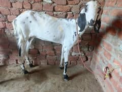 female goat forsale