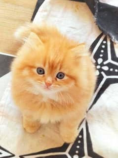 Persian