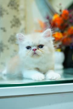 Persian