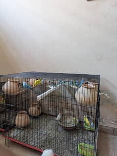 parrot