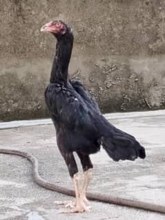 o shamo