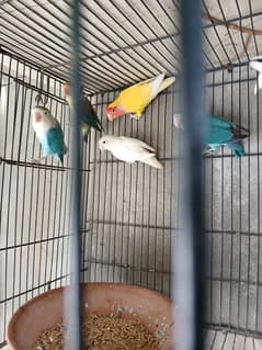 love bird  parrots for sake