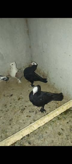 Black mukhi pigeons