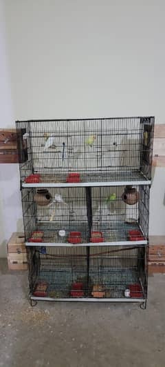 Australian big size raw female hand tame  chick corner hand tame